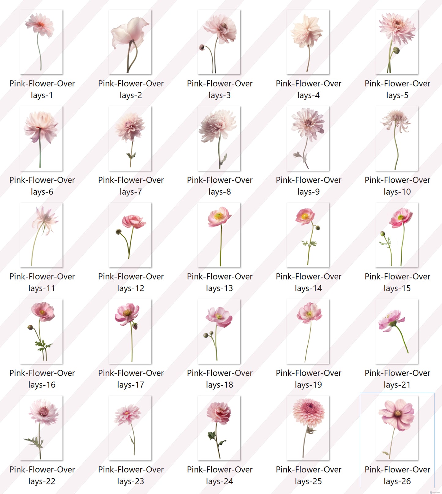 Superposiciones de flores rosas, superposiciones de maternidad, imágenes prediseñadas florales, gráficos florales, superposiciones de Photoshop
