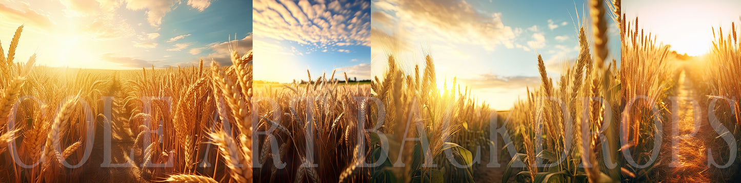 Cenários digitais de campos de trigo, fundos de maternidade, texturas de cenário de estúdio, texturas de belas artes, texturas de Photoshop