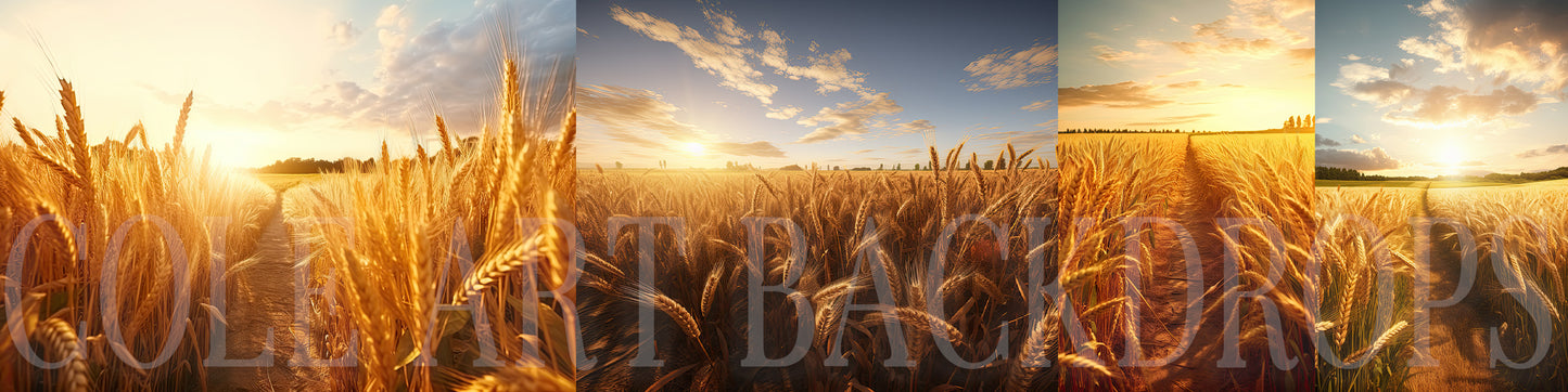 Cenários digitais de campos de trigo, fundos de maternidade, texturas de cenário de estúdio, texturas de belas artes, texturas de Photoshop