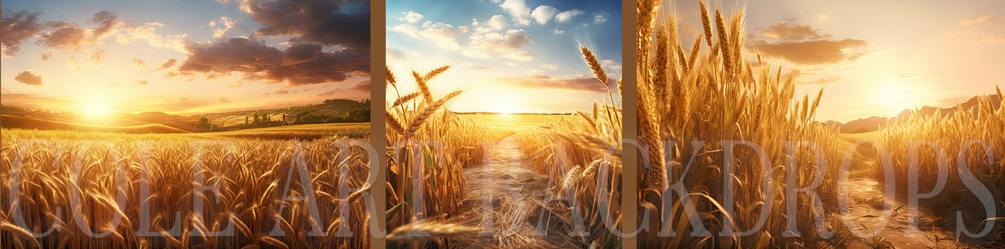 Cenários digitais de campos de trigo, fundos de maternidade, texturas de cenário de estúdio, texturas de belas artes, texturas de Photoshop